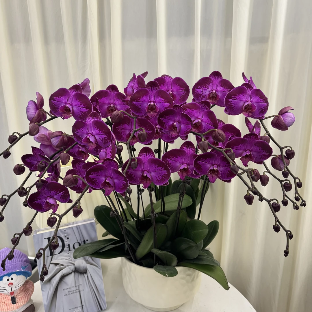 蝴蝶兰【紫气东来】玫红色系年宵花精品室内大盆栽送人送礼乔迁结婚
