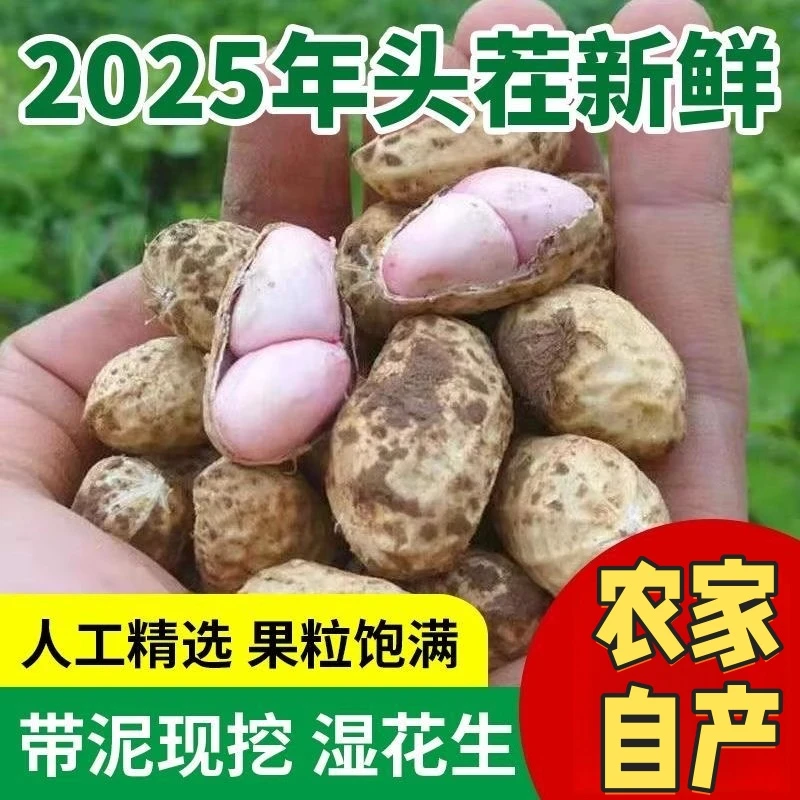 2025年新鲜现挖湿花生带壳生花生可水煮粉皮现挖现发饱满新鲜花生花生同城送