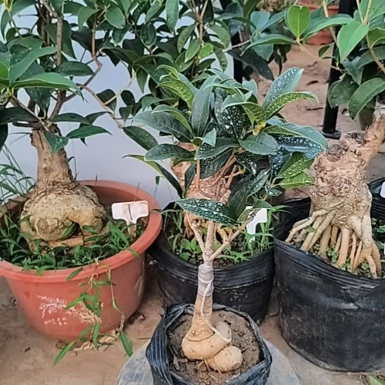 自****完全开放老朱砂桂花