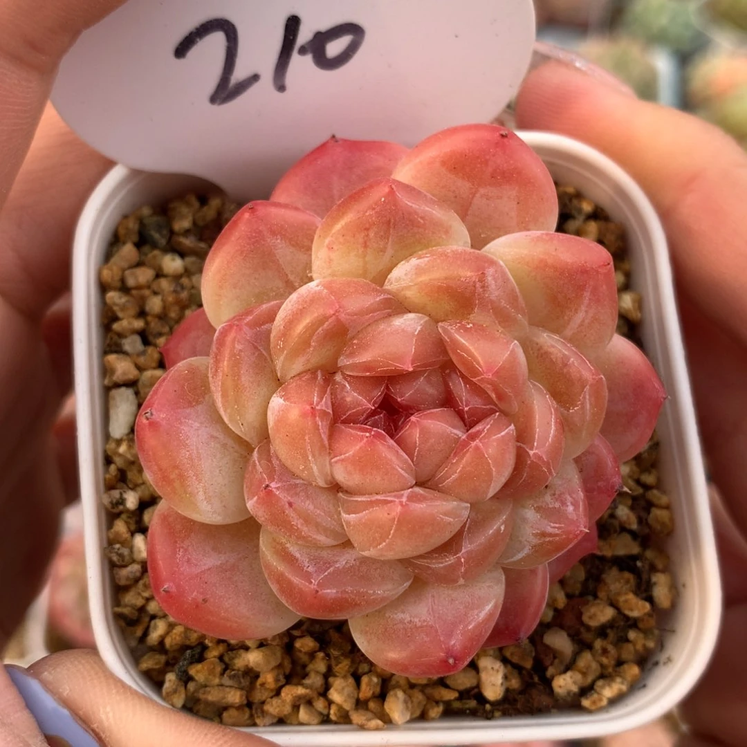 宝石心冰魄单头210