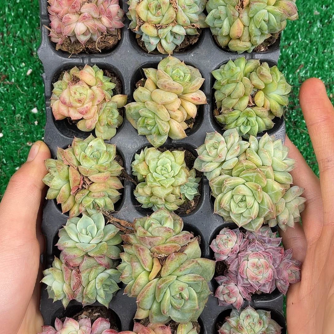 多肉一物一拍31-66