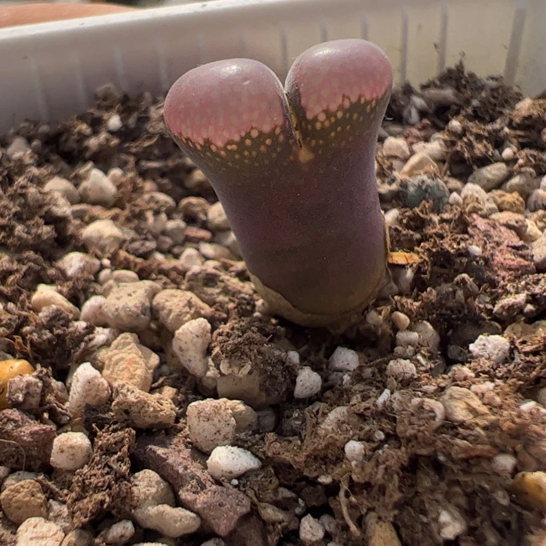 784 好看的肉锥冲冲冲