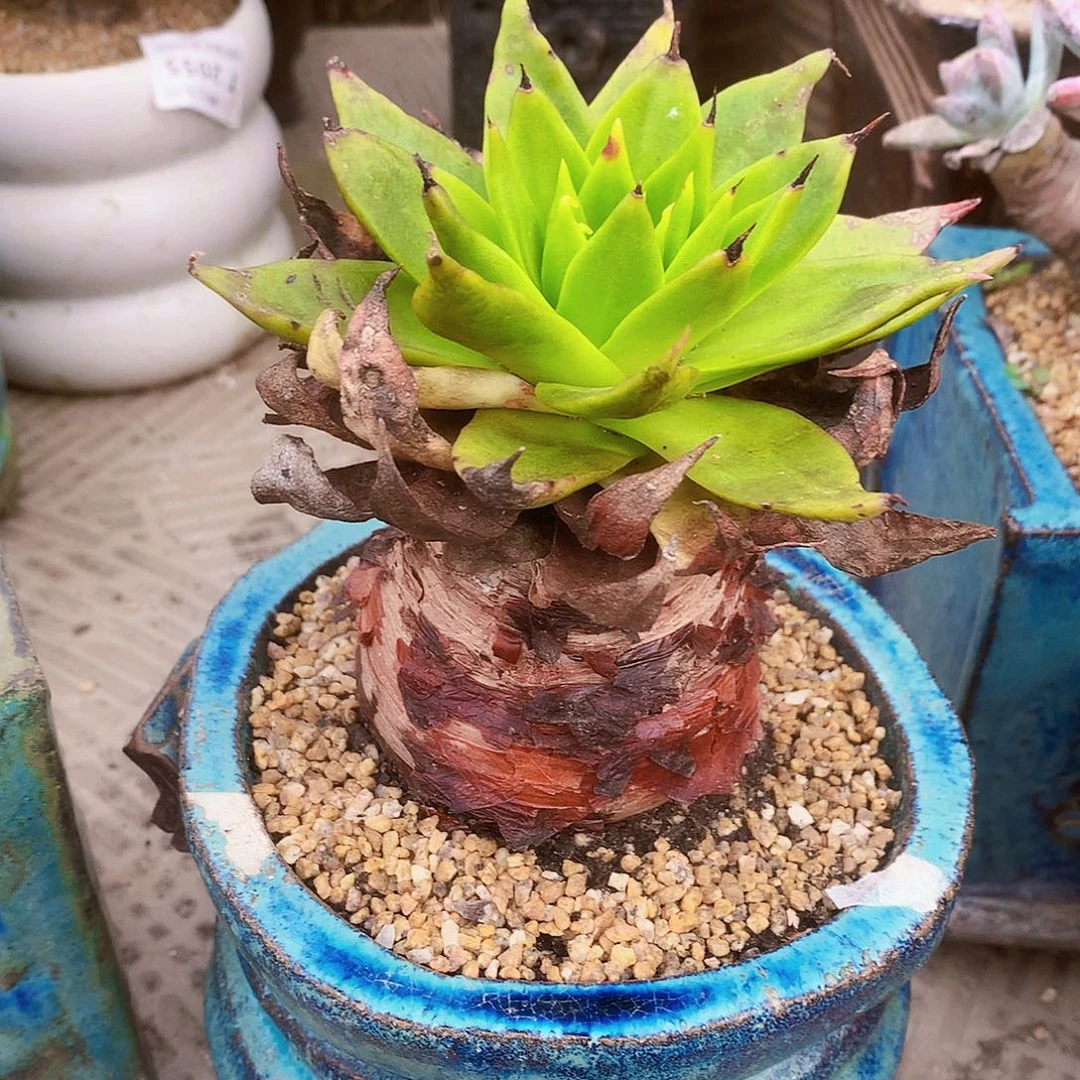 2384绿雪山仙女杯多肉