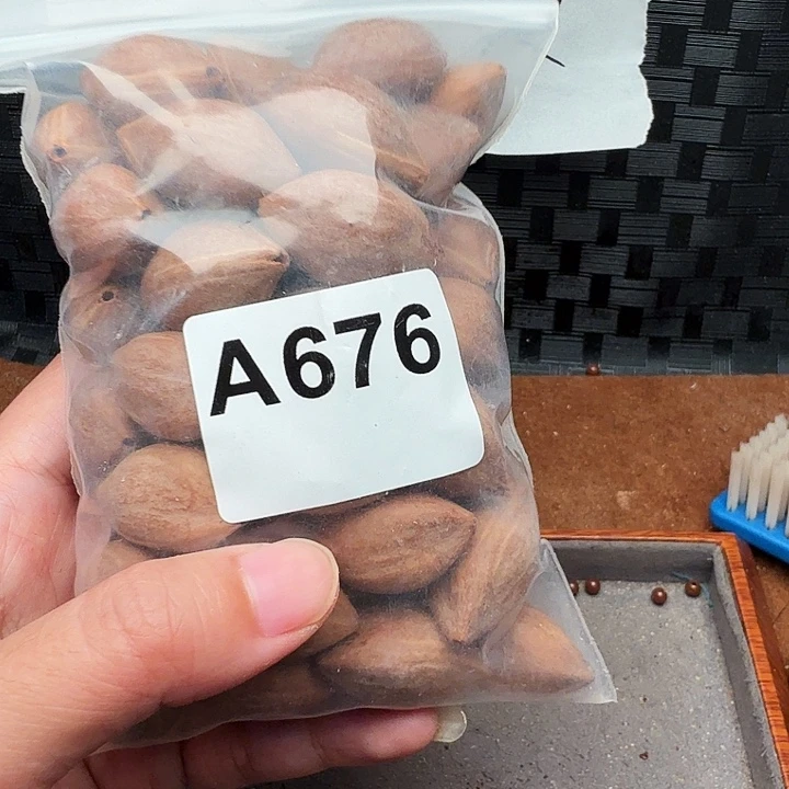 小***弯手串/手链橄榄核橄榄