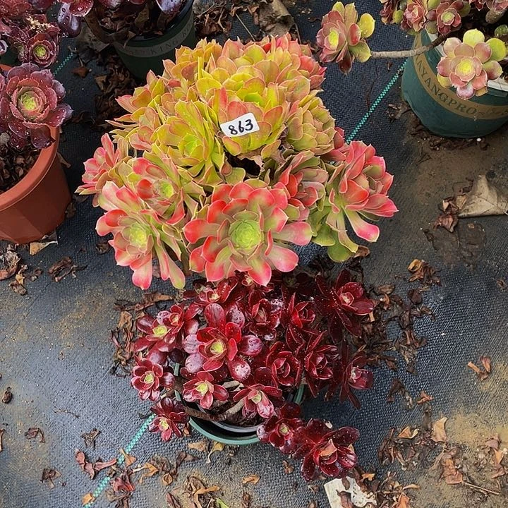 只****赵组合00000000000863