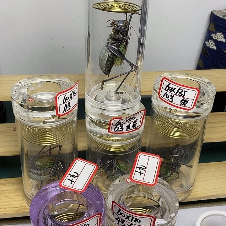 蟋蟀60-110两条单蝈蝈十九