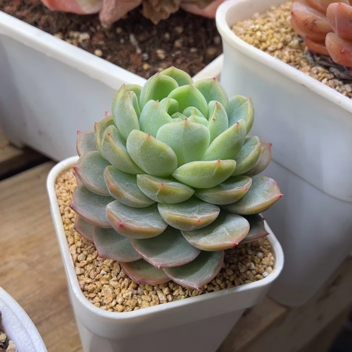 蓝水鬼 单头 夏鸣园艺