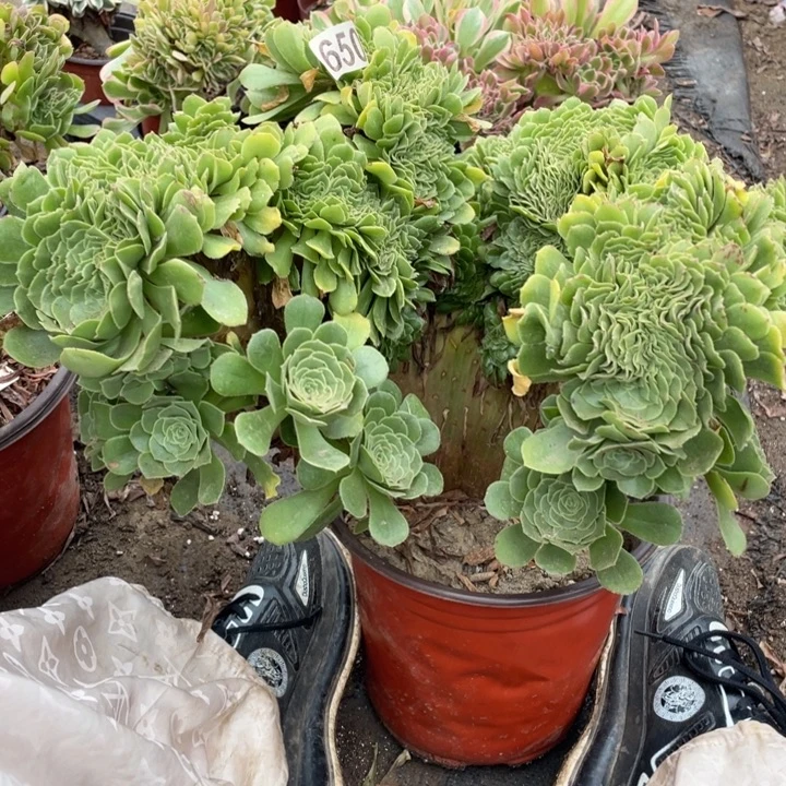 650绿羊绒缀30厘米左右