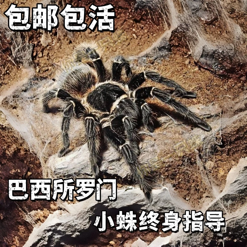 巴西所罗门新手入门足展25厘米大型爬宠蜘蛛温顺好养活黑色好看