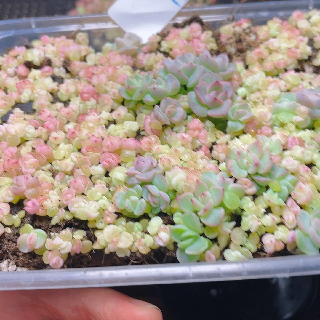 有***绥多肉植物多肉植物11