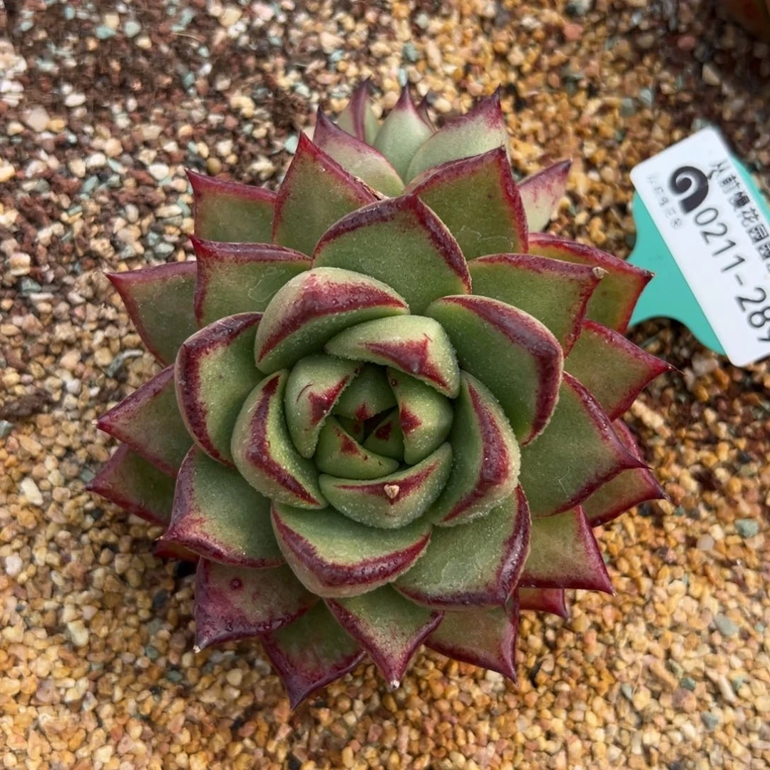 多肉精选一物一拍0211-289