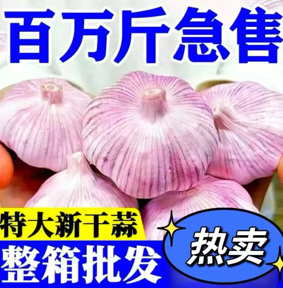 2025年新干大蒜新鲜摘紫白皮批发优质蒜自种带毛当蒜种可放2个月