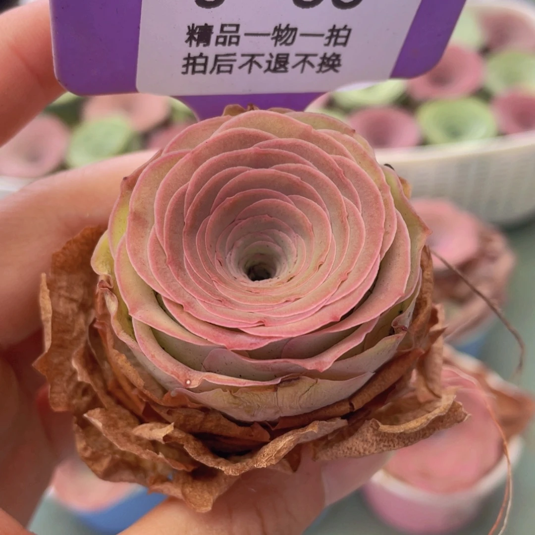 懂***有山地玫瑰J50裸根发货不售后