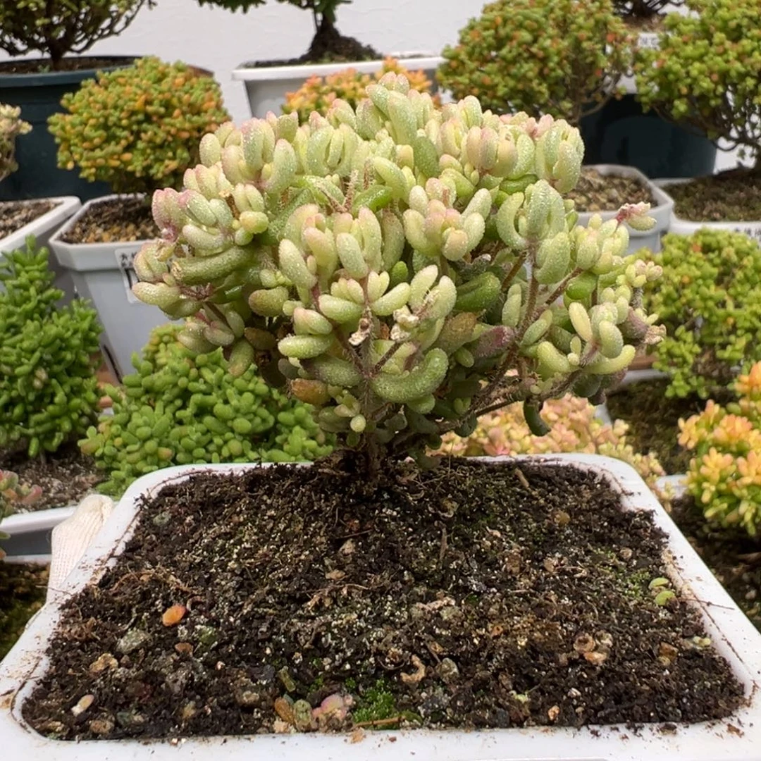 d3285红宝石锦枝干