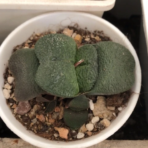 军配蜗牛带盆发货哈哈哈