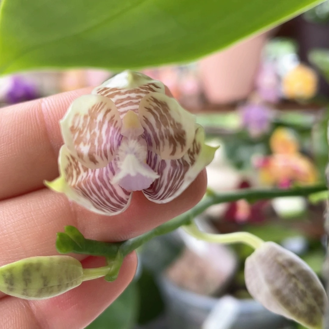 全部花苞2.8碳棉3花剑蓝盾交蓝路德