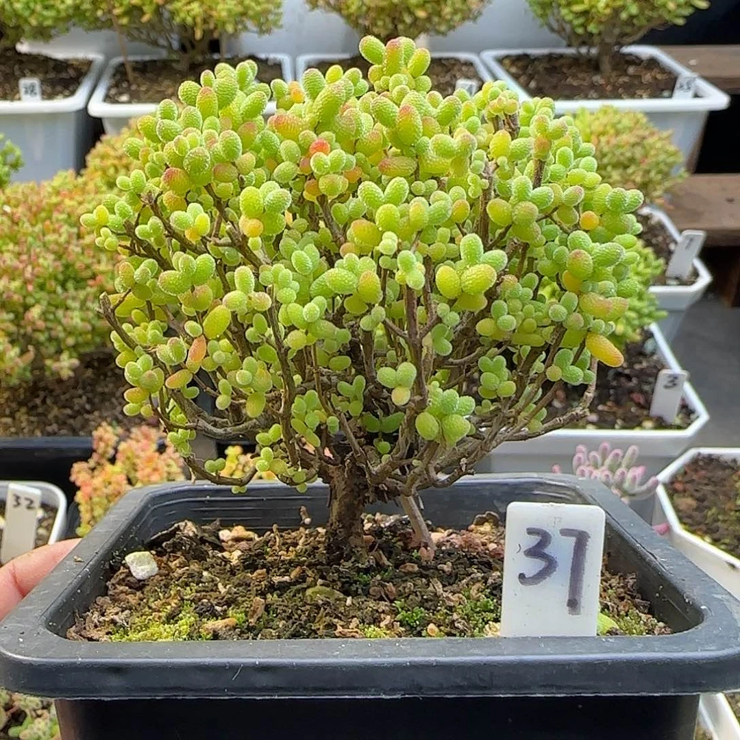 金桔糖球一物一拍