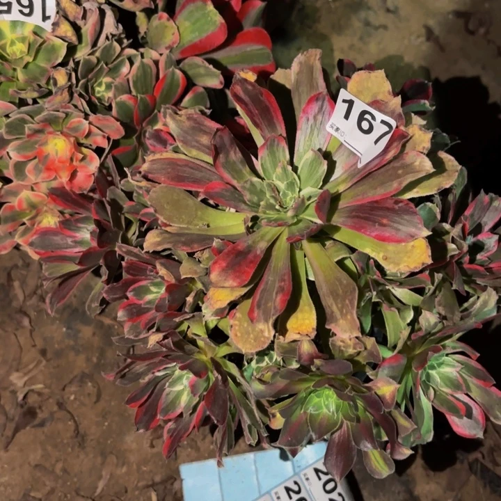 167女巫变异多肉植物不售后