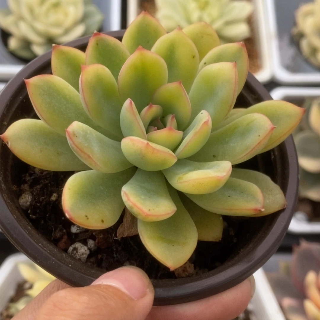 324荷花锦锦锦锦锦锦锦