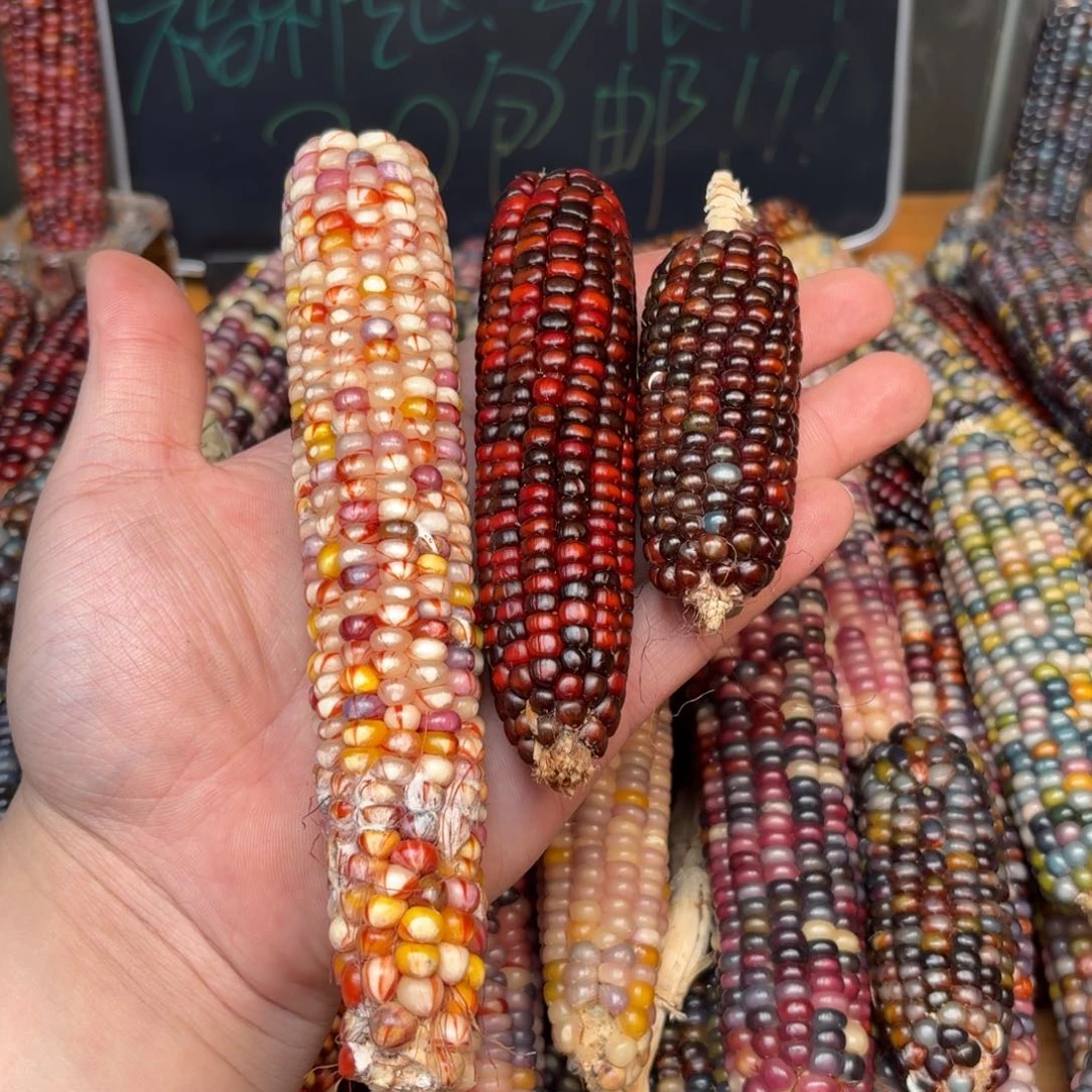 柏香籽/百香籽吊坠无*恙