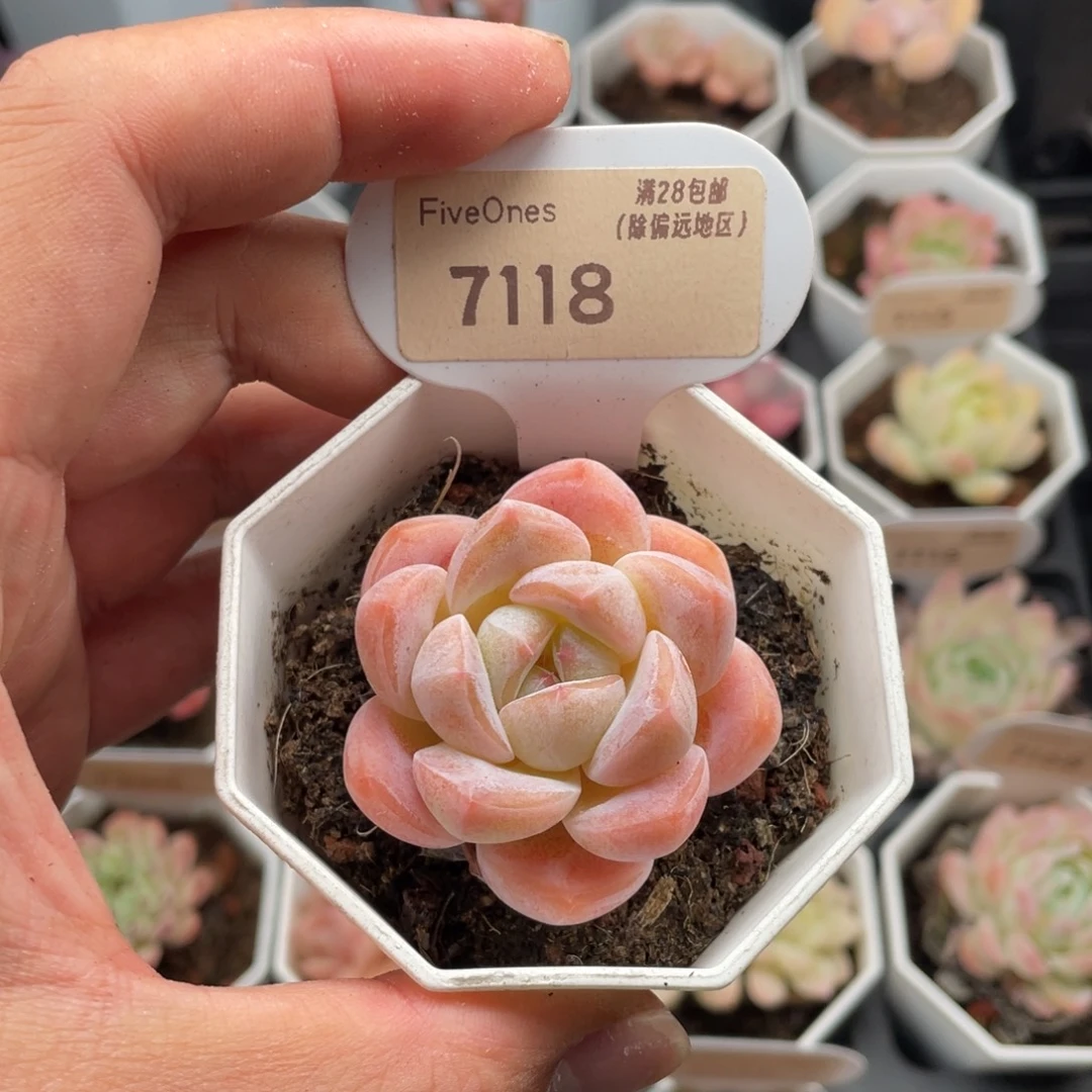 琥珀7118-4.5厘米