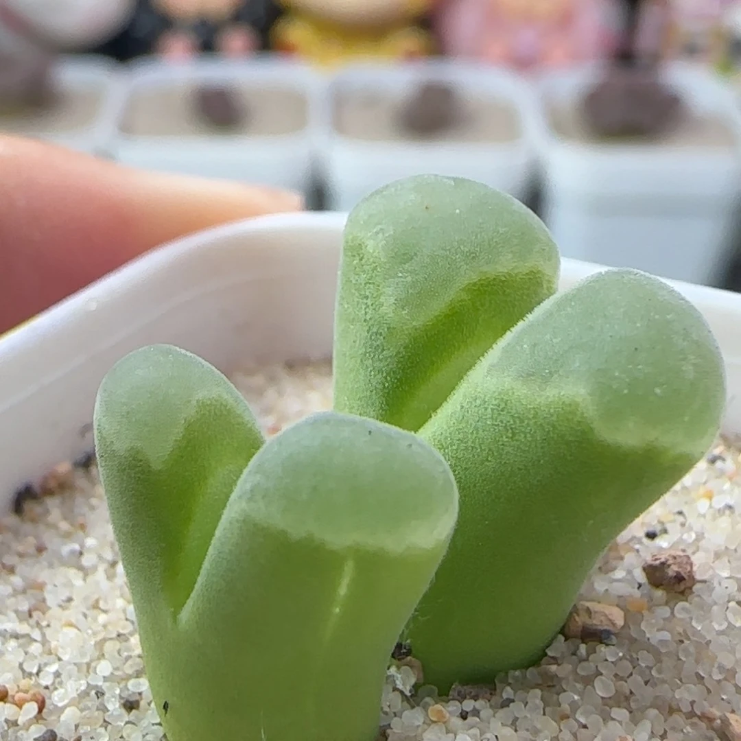 1106/极窗风铃/带锦