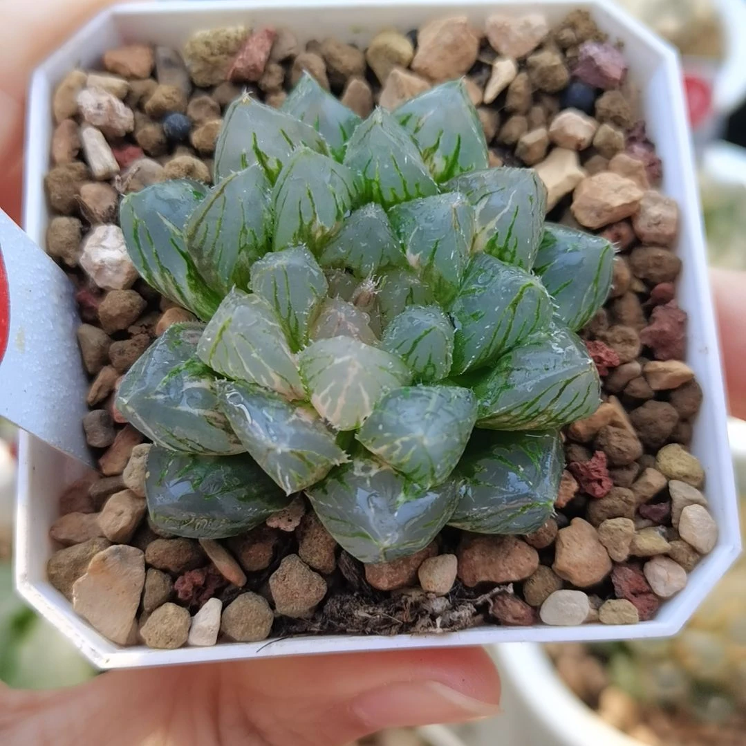 255号龙爪玉露锦一物一拍带盆土发货