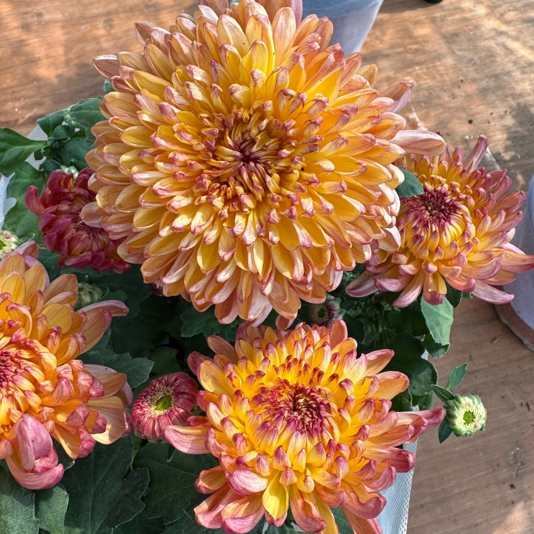 【染脂羞寒】稀有大花型九月大菊花品种盆栽好养活 原盆原土包对版
