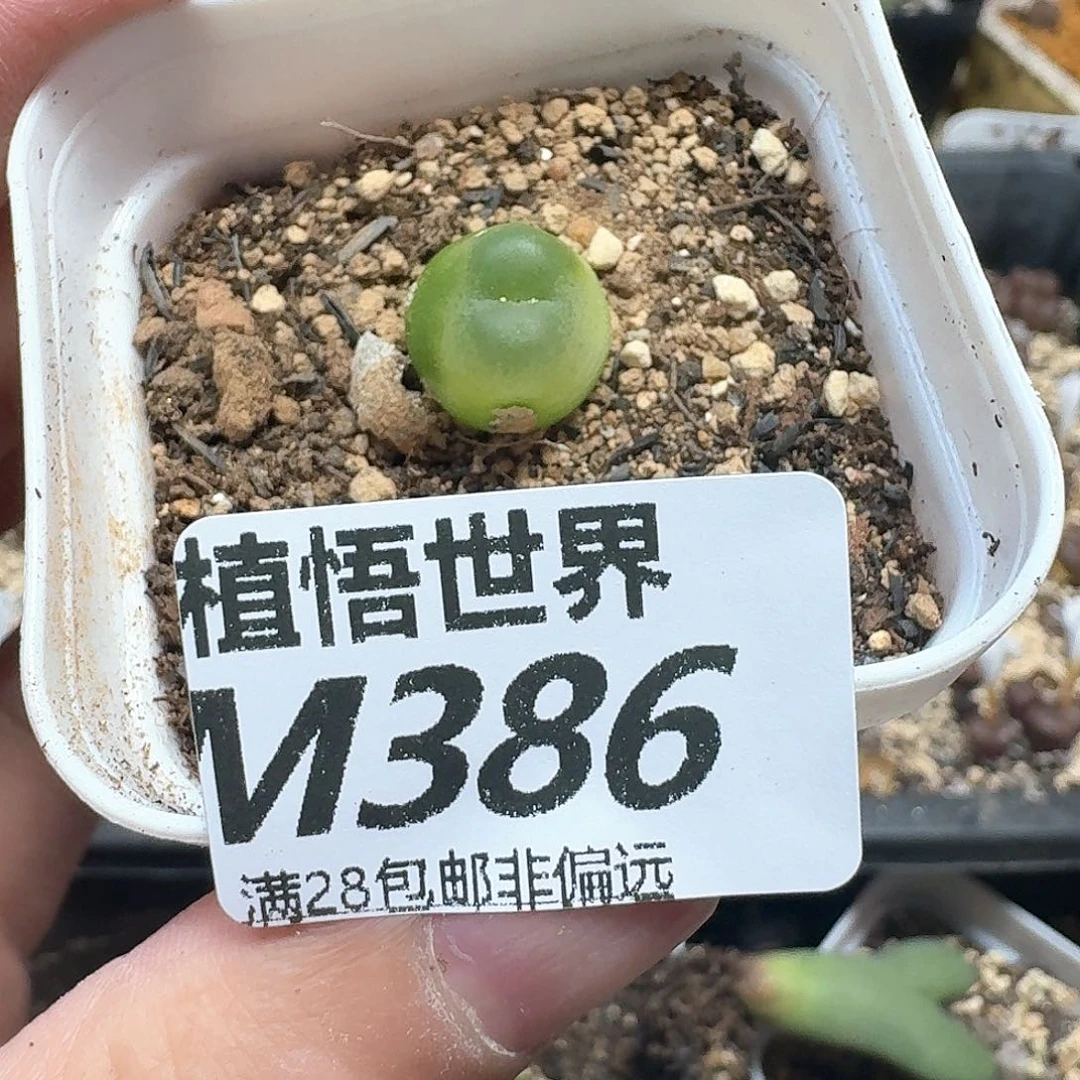 多肉植物的润泽发发