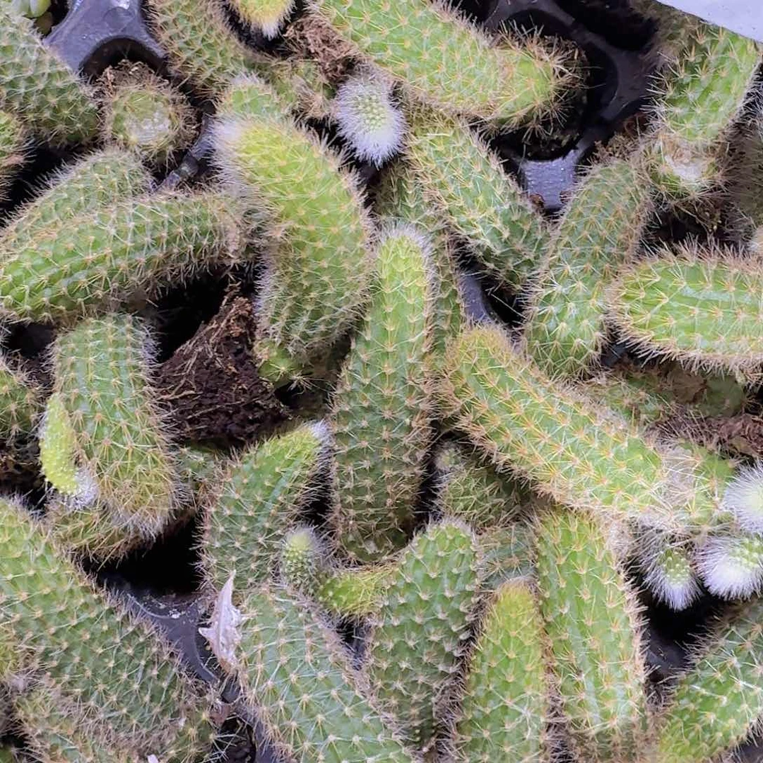 精品九尾狐两米三颗