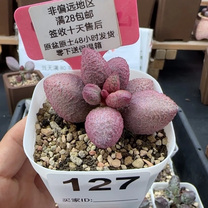 127糖果多肉植物的