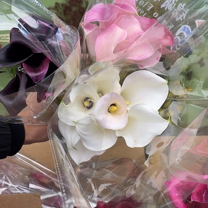 完全开放4号马蹄莲3把25支