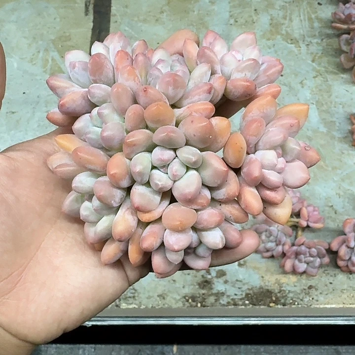 香水 群生  一物一拍