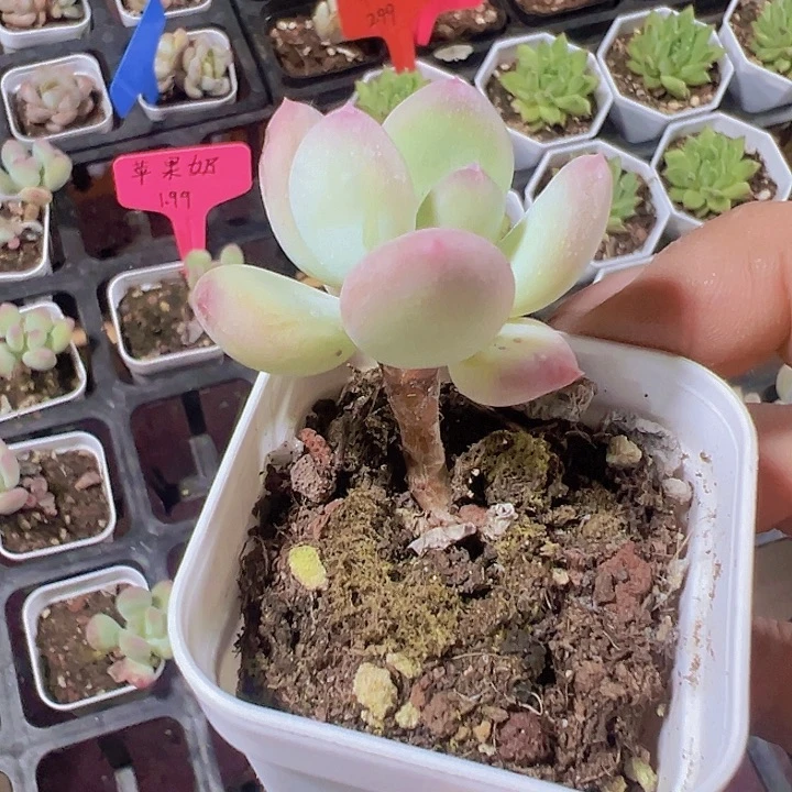 苹果奶精品多肉植物