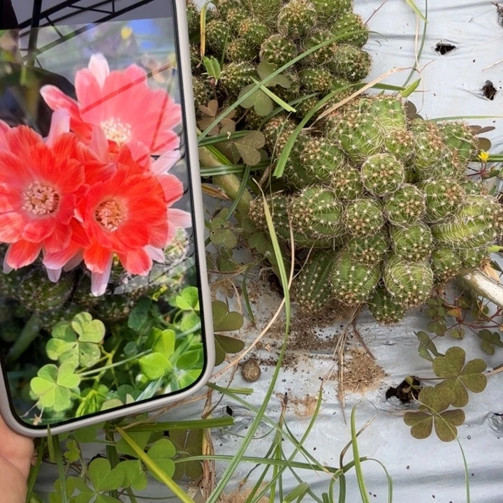 矮胖白檀仙人掌1127群生187