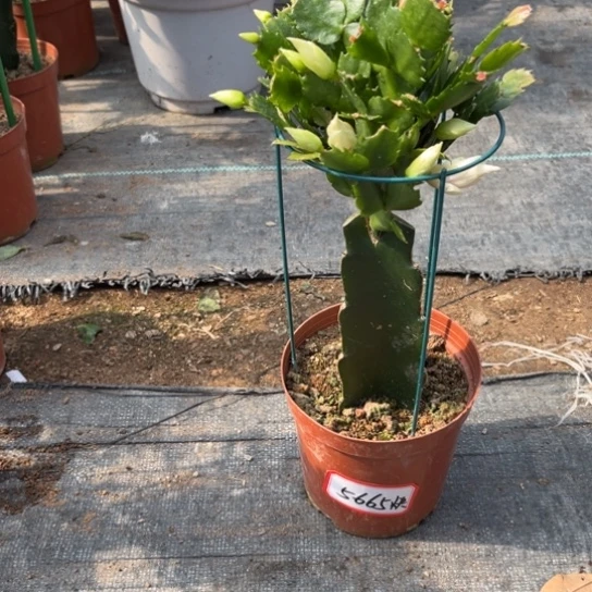 快***缘白色蟹爪兰尾号5665