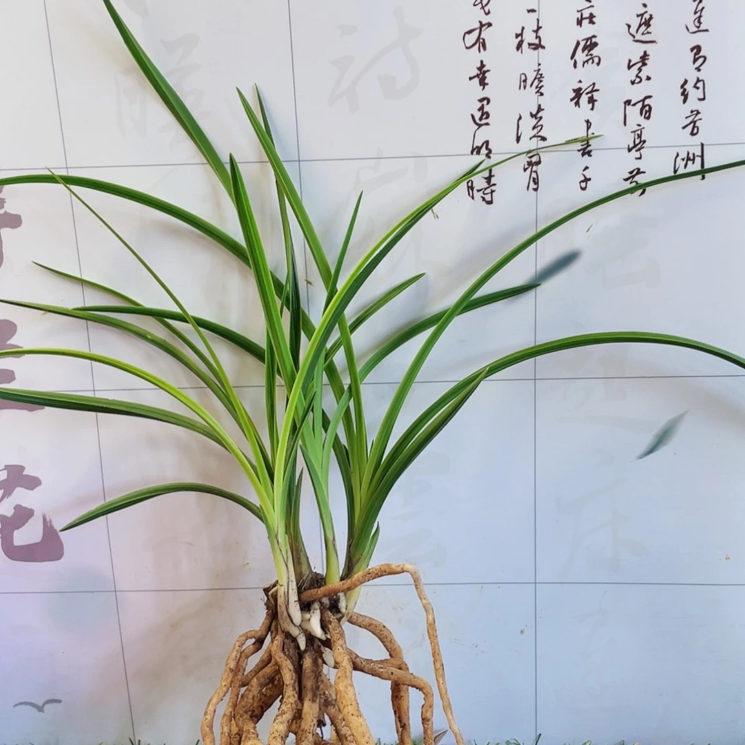 蘭*** 完全开放兰花兰花