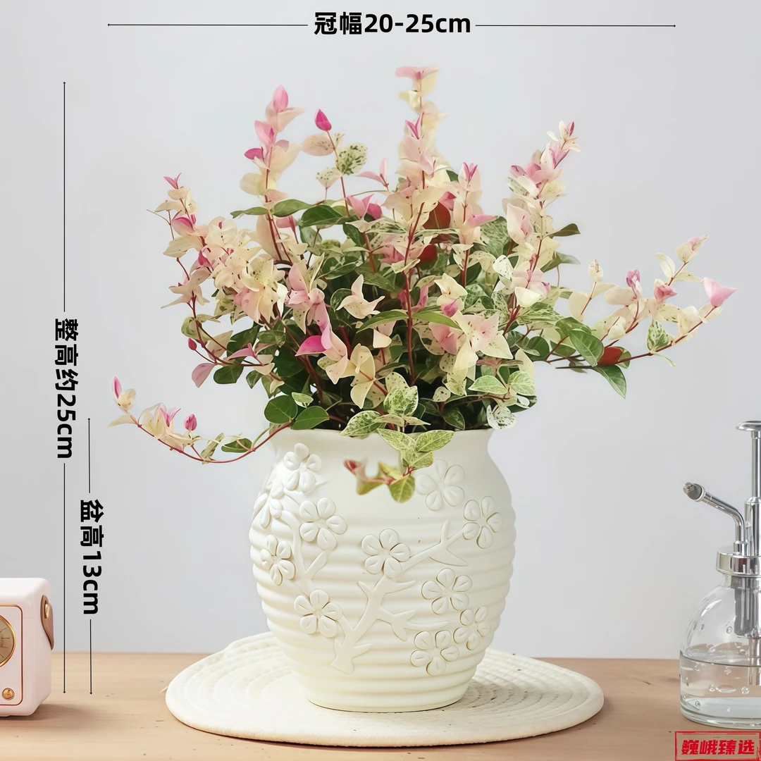 花叶络石彩叶络石盆栽耐热耐寒好养室内外露天可养庭院观赏绿植