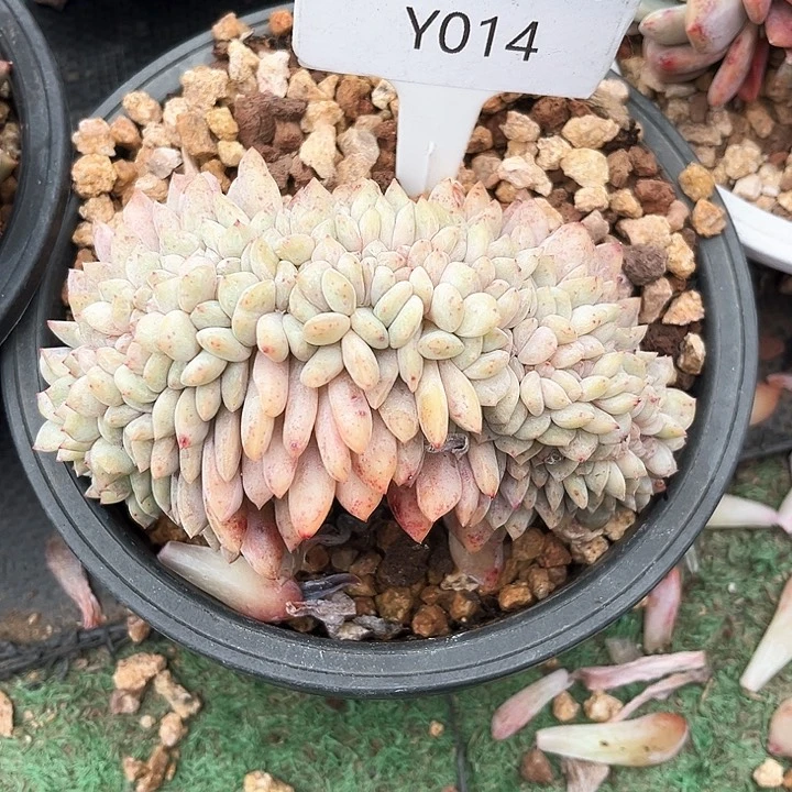 乐*啊我是第一百个为妖刀应援的阴阳