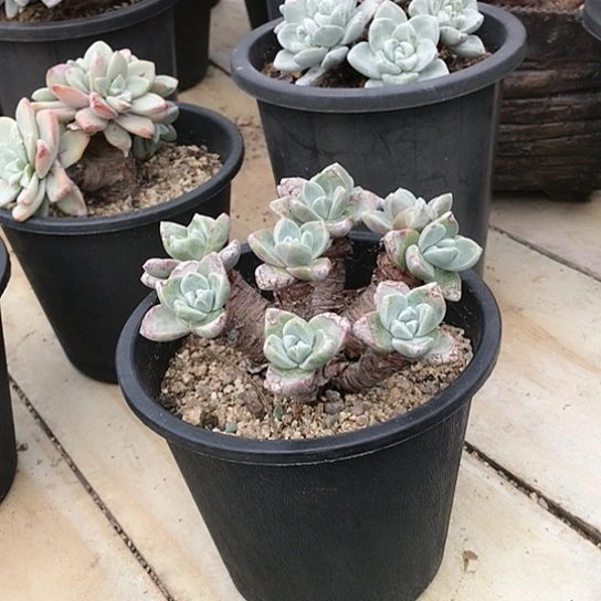 韩货苹果叶仙女棒杯