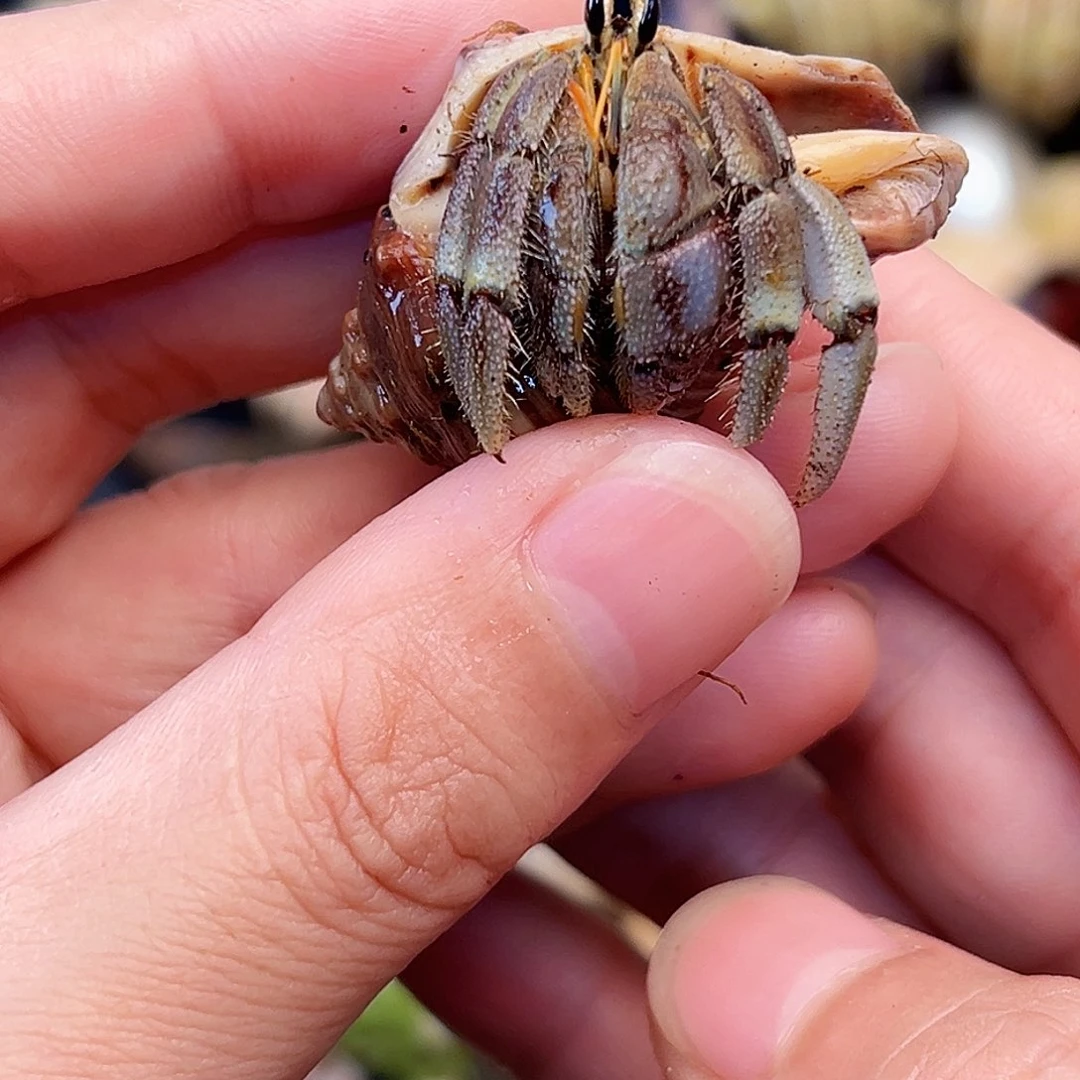 1.9口彩虎快来竞拍吧