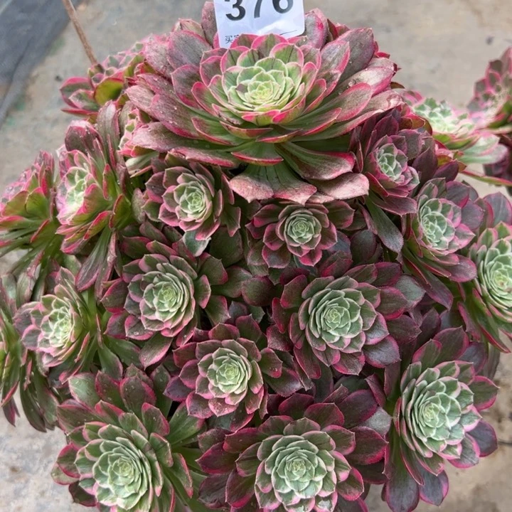 376莲花32厘米左右