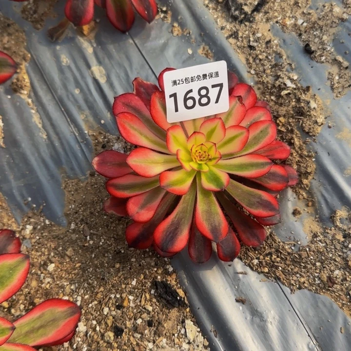 1687女儿红多肉多肉