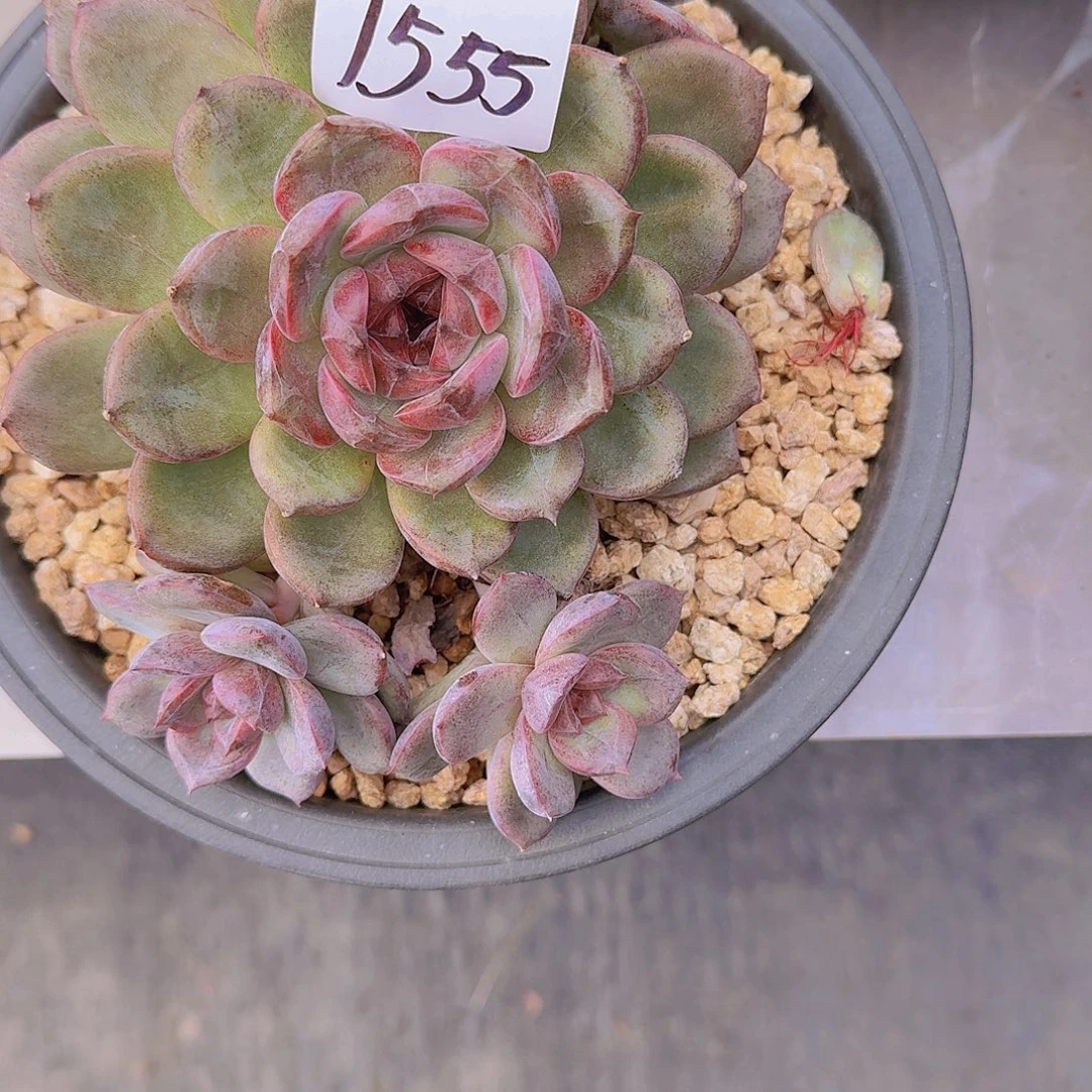 聪***紫1555黑橙多肉植物