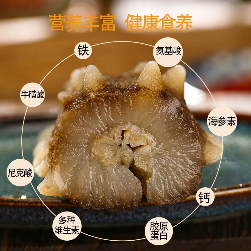 双12巨惠 小马家一级鲜食海参免泡发口感劲道