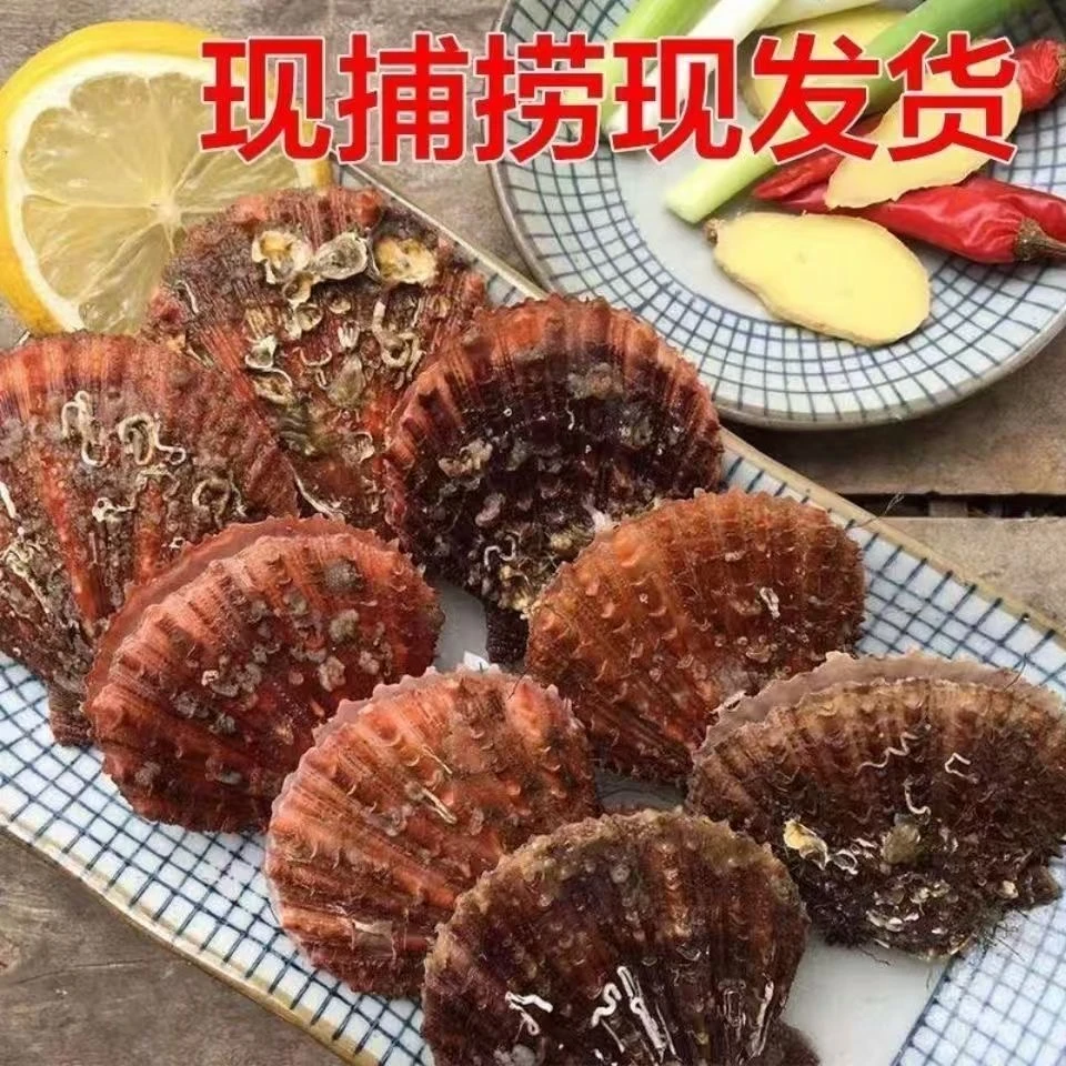 鲜活日照扇贝小红贝大个肥美带壳海鲜美味佳品【包鲜包肥不包活】