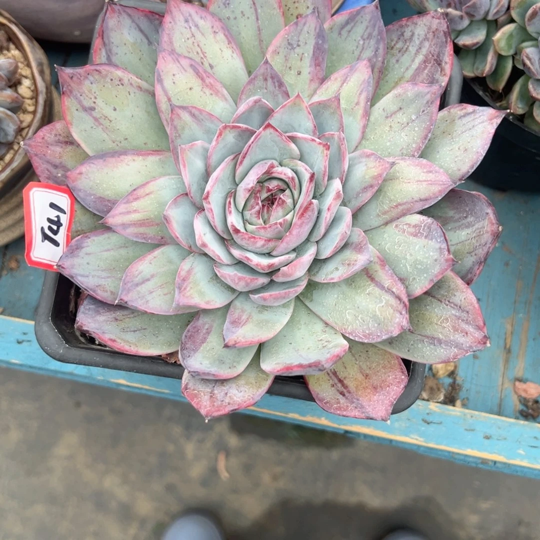 精品多肉植物老桩