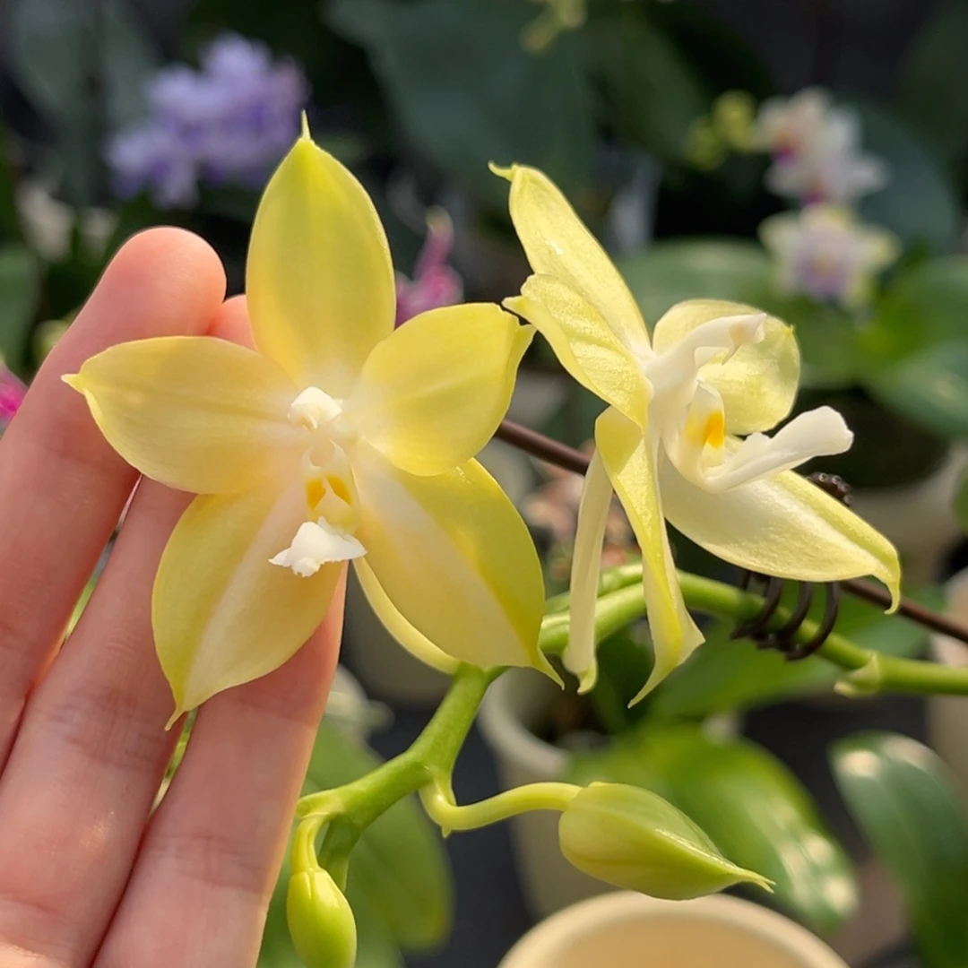 完全开放2.8寸22375开花株