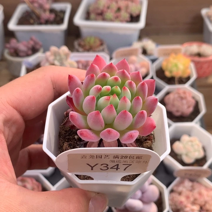 0347蓝苹果5厘米