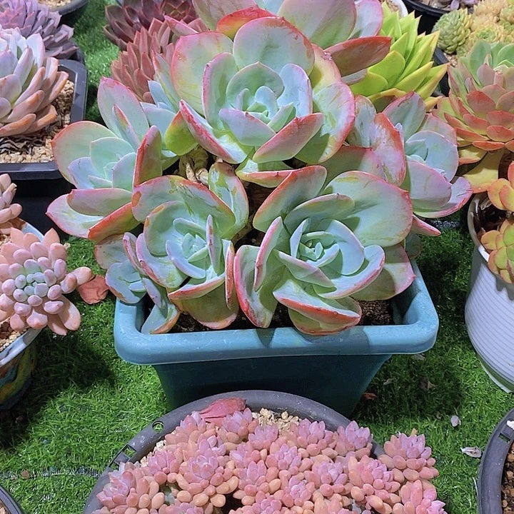 敏***言血凤大群多肉植物